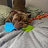 Thor is registered to the contest to win money with this photo: bulldog, dog, pet, animal, wrinkled_face, brown_coat, lying_down, bed, blanket, toy, chew_toy, rope_toy, colorful, indoor, bedroom, portrait, close_up, sleepy, cute, playful