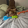Thor joined the competition — help win amazing prizes! dog, bulldog, pet, animal, brown_dog, wrinkled_face, lying_down, chewing, toy, chew_toy, rope_toy, green_toy, blue_toy, bed, blanket, pillows, bedroom, indoor, playful, portrait