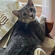 Monkie is registered to the contest to win money with this photo: bed, black_cat, carnivore, cat, cat_supply, chartreux, claw, comfort, domestic_short_haired_cat, felidae, fur, grey, nap, paw, sitting, small_to_medium_sized_cats, snout, tail, whiskers, window