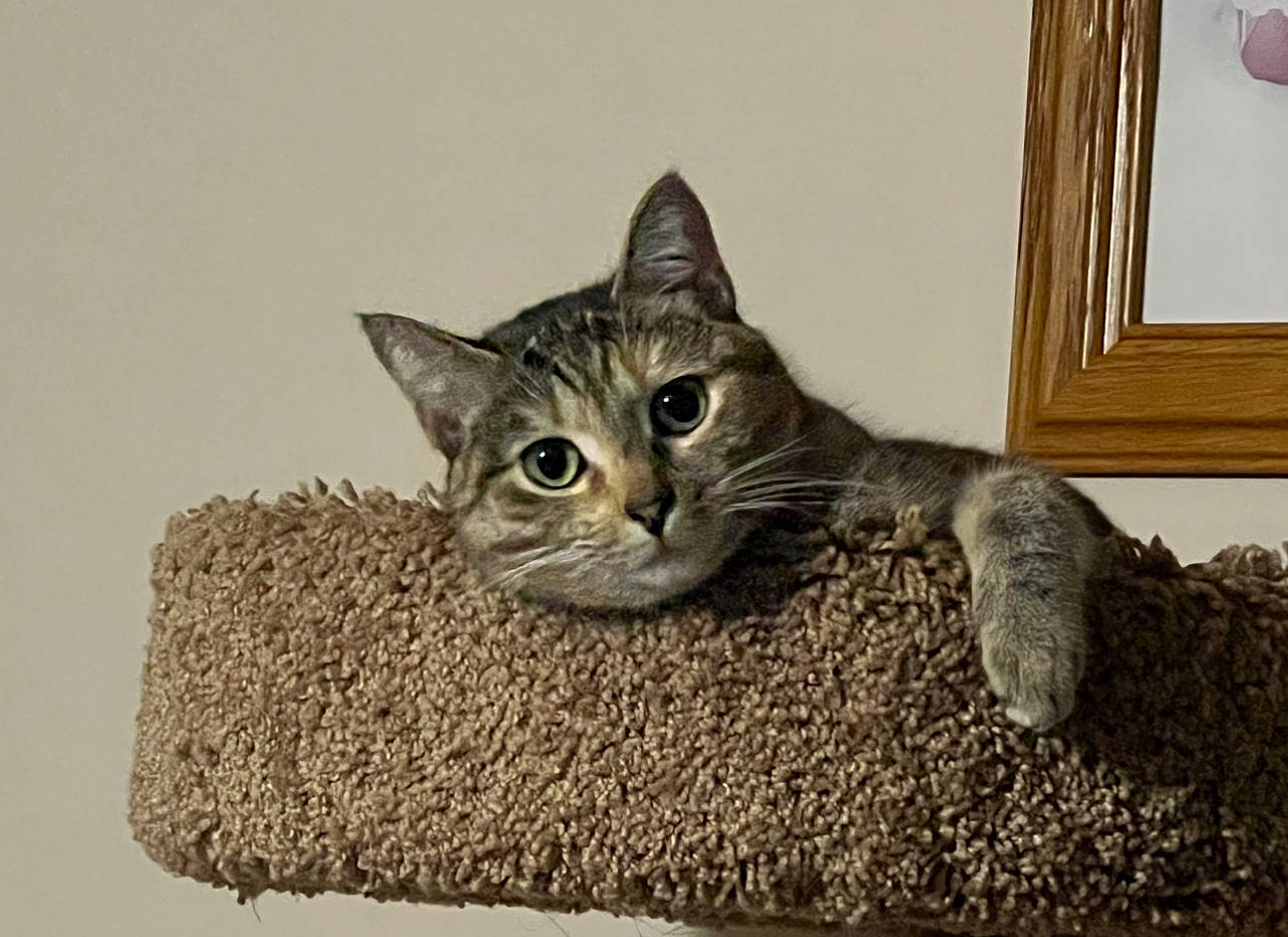 Lillie Belle