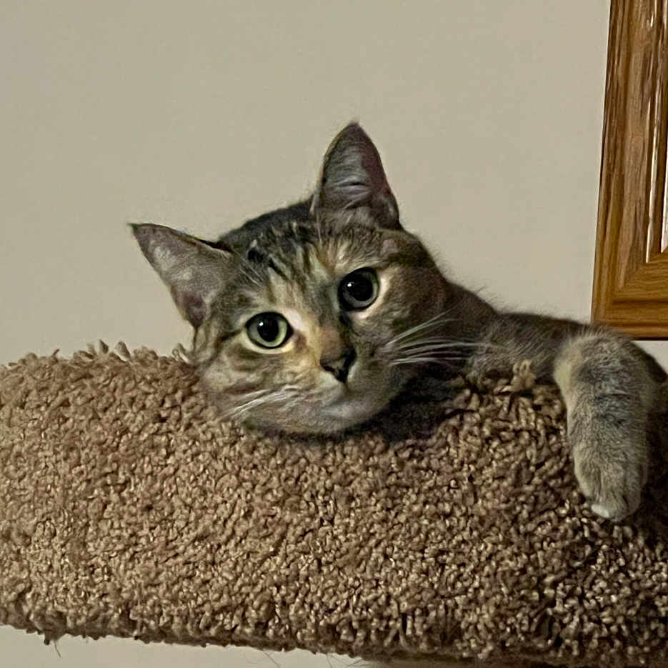 Lillie Belle