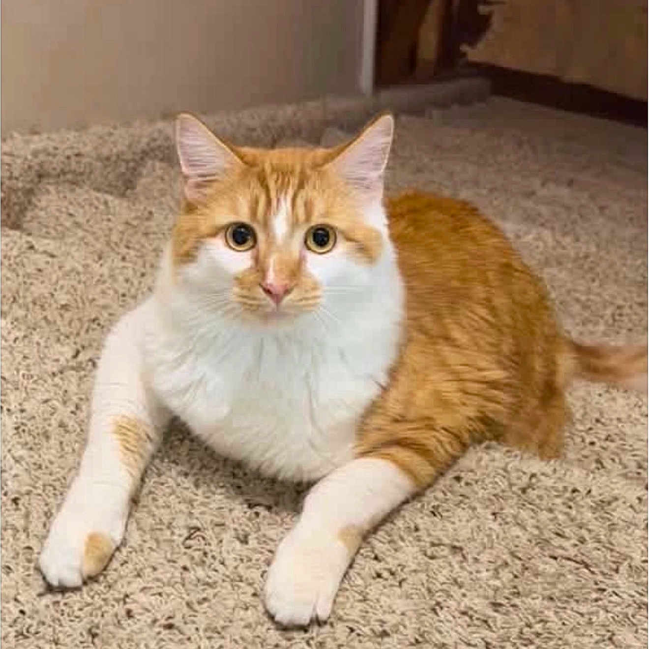 Bubbie Wubbie joined the competition — help win amazing prizes! cat, orange_cat, white_cat, pet, feline, animal, portrait, lying_down, carpet, indoors, home, floor, ears, whiskers, eyes, striped_fur, paws, tail, relaxed, alert
