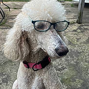 Yo-Yo joined the competition — help win amazing prizes! dog, poodle, glasses, white, curly_fur, collar, pink_collar, outdoor, concrete, pet, animal, portrait, looking_away, close_up, fence, vehicle, daylight, curly_hair, ears, sitting