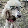 dog, poodle, glasses, white, curly_fur, collar, pink_collar, outdoor, concrete, pet, animal, portrait, looking_away, close_up, fence, vehicle, daylight, curly_hair, ears, sitting