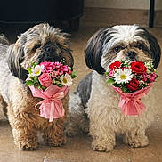 Phuket Et Tonkin participe au concours pour gagner de l'argent avec cette photo : adorable, bouquet, brown_fur, canine, close_up, daisies, dog, dogs, flowers, gift, indoor, pair, pet, pink_wrapping, portrait, ribbon, roses, small_breed, tile_floor, white_fur