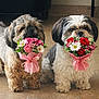 adorable, bouquet, brown_fur, canine, close_up, daisies, dog, dogs, flowers, gift, indoor, pair, pet, pink_wrapping, portrait, ribbon, roses, small_breed, tile_floor, white_fur