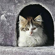 Ariette participe au concours pour gagner de l'argent avec cette photo : kitten, cat, feline, pet, animal, fur, whiskers, ears, eyes, cat_condo, gray, soft, cute, curious, indoor, resting, cozy, young, fluffy, portrait