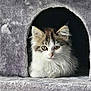 kitten, cat, feline, pet, animal, fur, whiskers, ears, eyes, cat_condo, gray, soft, cute, curious, indoor, resting, cozy, young, fluffy, portrait