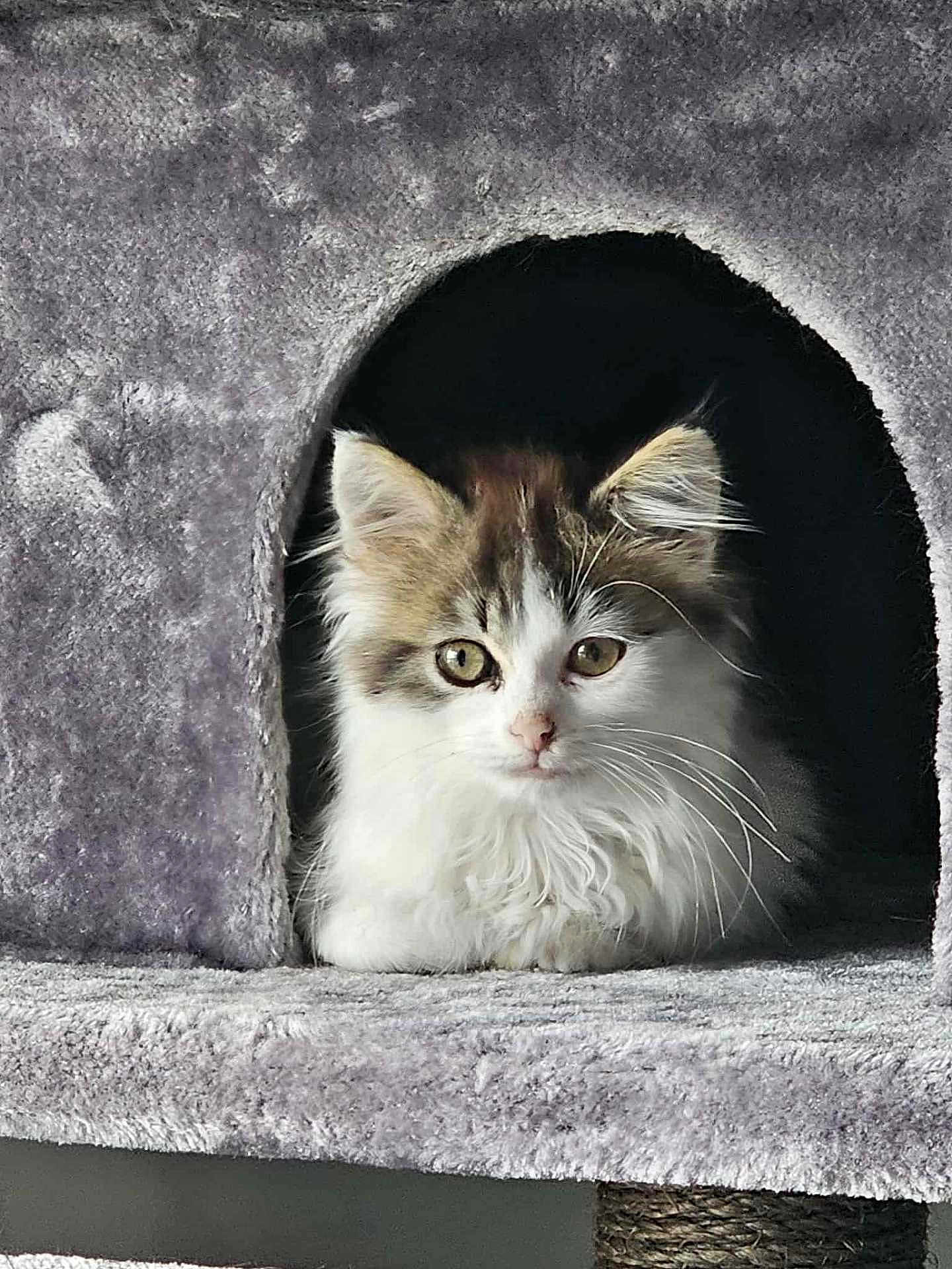 Ariette participe au concours pour gagner de l'argent avec cette photo : kitten, cat, feline, pet, animal, fur, whiskers, ears, eyes, cat_condo, gray, soft, cute, curious, indoor, resting, cozy, young, fluffy, portrait