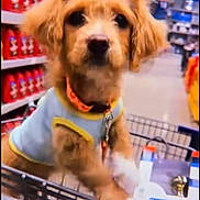 Sage Marie joined the competition — help win amazing prizes! dog, puppy, shopping_cart, store, aisle, shelf, products, collar, leash, brown_fur, cute, pet, closeup, portrait, retail, metal_cart, paws, harness, indoors, consumer_goods