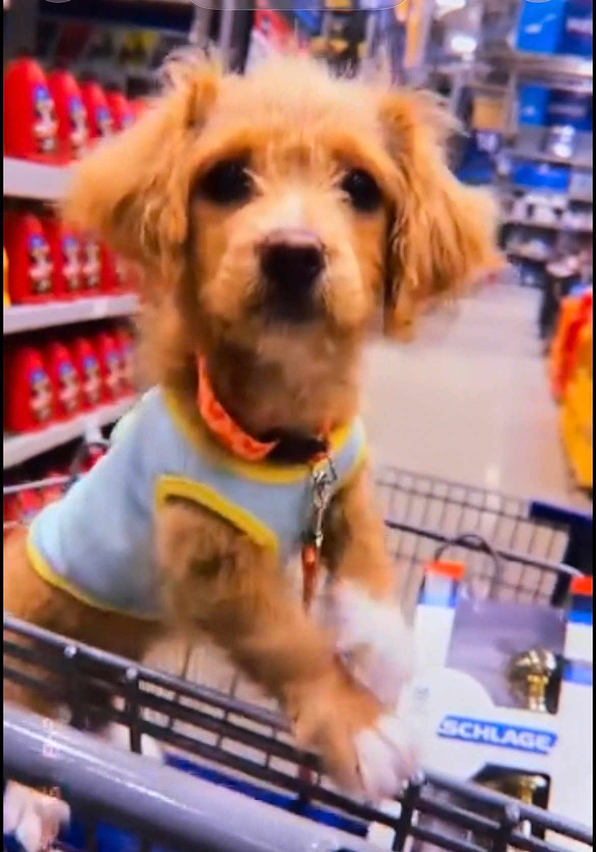 Sage Marie joined the competition — help win amazing prizes! dog, puppy, shopping_cart, store, aisle, shelf, products, collar, leash, brown_fur, cute, pet, closeup, portrait, retail, metal_cart, paws, harness, indoors, consumer_goods