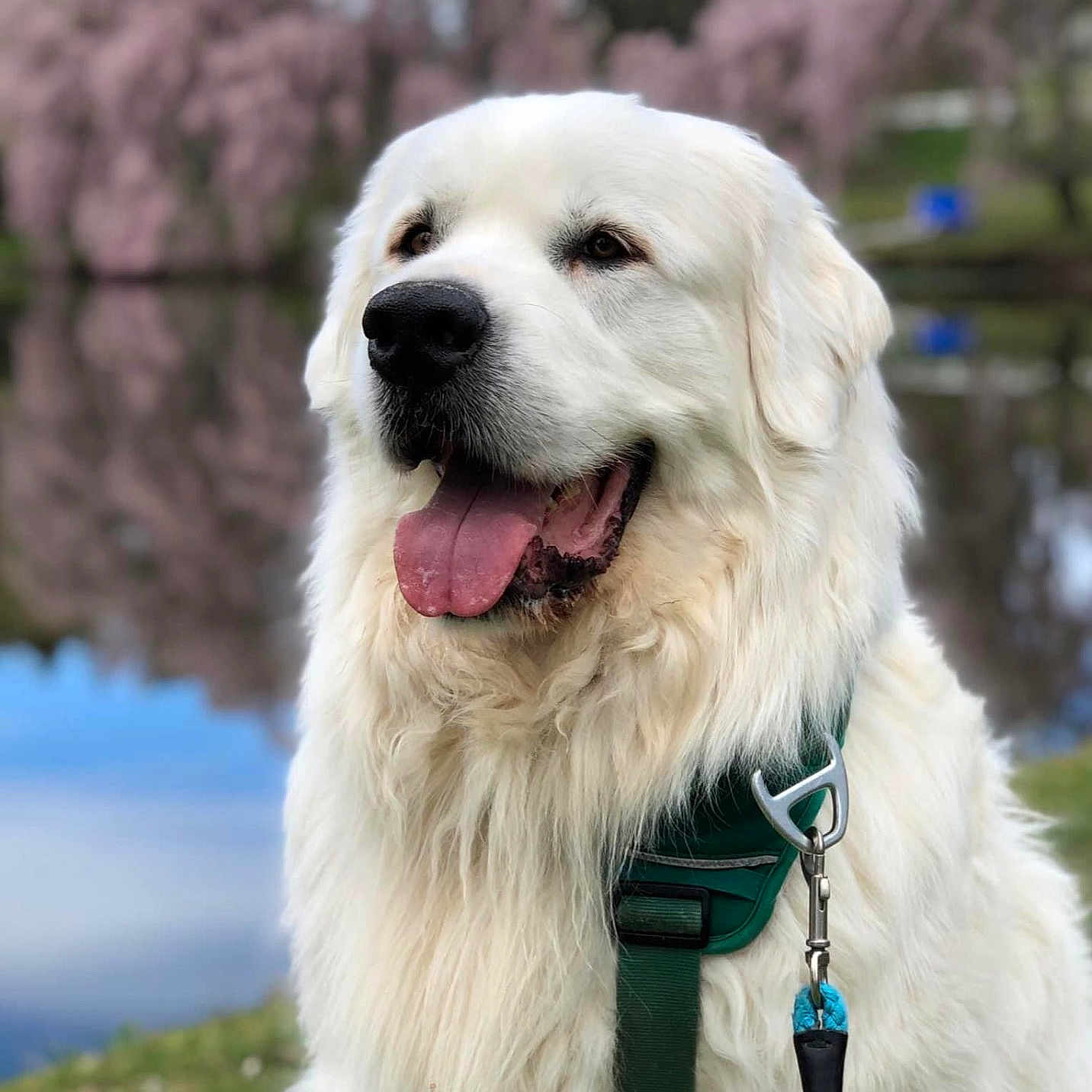 Minkah joined the competition — help win amazing prizes! animal, canine, dog, fluffy, friendly, grass, happy, harness, lake, leash, nature, outdoor, pet, pink_blossoms, portrait, spring, summer, tongue_out, water, white_dog