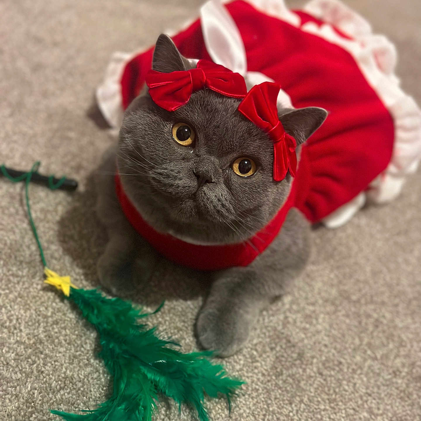 Myra joined the competition — help win amazing prizes! adorable, animal, carpet, cat, closeup, costume, cute, domestic_animal, ears, feather_toy, feline, gray_cat, indoor, looking_up, paws, pet, playful, red_bows, red_dress, whiskers