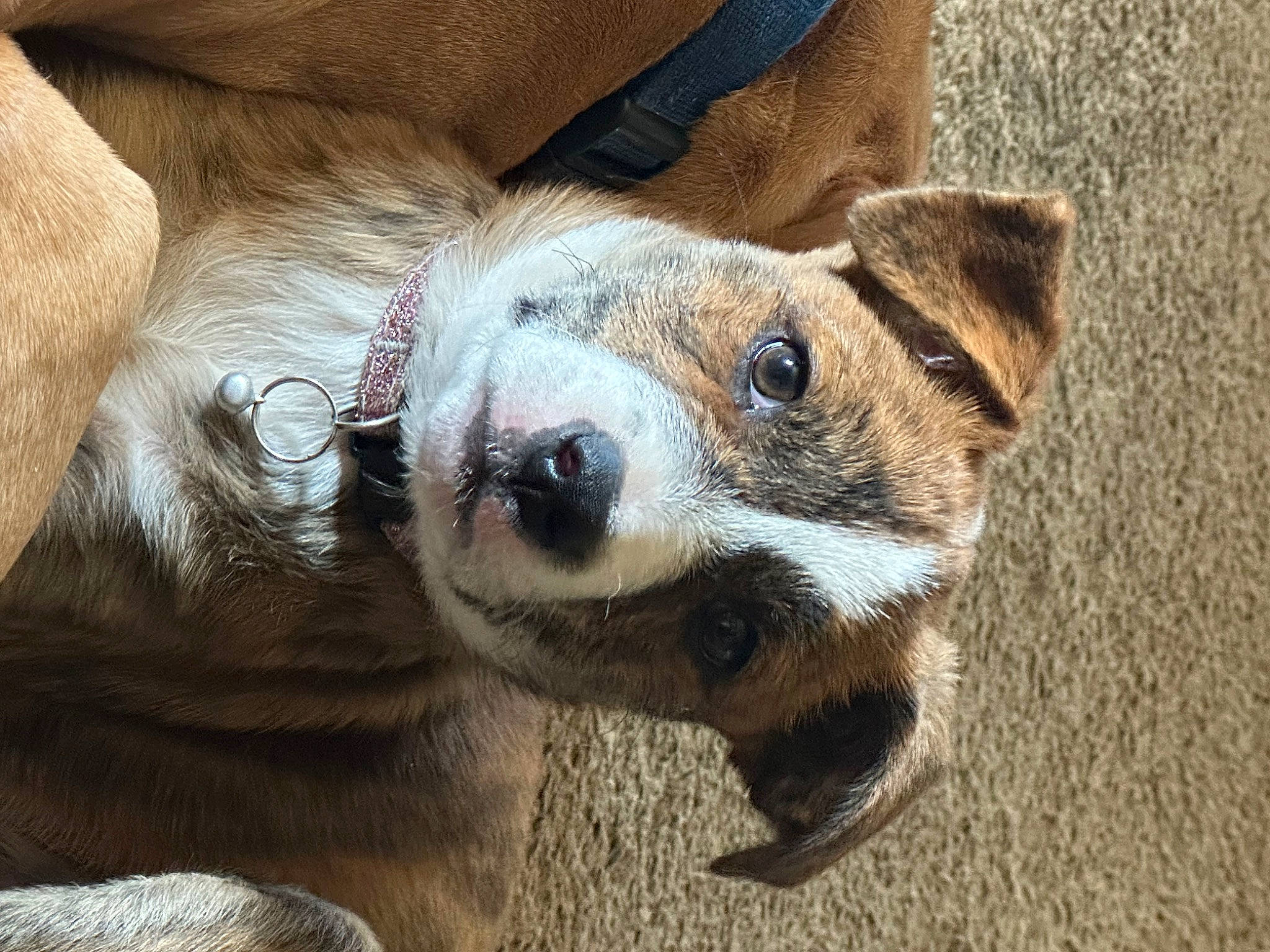 Josie is registered to the contest to win money with this photo: canidae, carnivore, companion_dog, dog, dog_breed, ear, fawn, fur, paw, snout, sporting_group, terrestrial_animal, toy_dog, whiskers, wildlife, working_animal