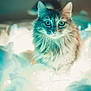 cat, fluffy, animal, pet, indoor, lights, glowing, soft, portrait, curious, feline, whiskers, closeup, cozy, cute, domestic, fur, mystical, blue_tint, bright