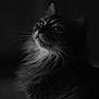 cat, long_hair, black_and_white, portrait, animal, feline, whiskers, close_up, soft_light, dark_background, fluffy, serene, majestic, looking_up, indoor, pet, muzzle, ears, face, fur