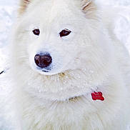 Chipie a rejoint le concours — aidez-le/la à gagner de superbes lots ! dog, white_dog, fluffy, snow, winter, outdoor, pet, animal, canine, fur, collar, tag, portrait, closeup, nature, cold, cute, mammal, quiet, calm