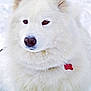 dog, white_dog, fluffy, snow, winter, outdoor, pet, animal, canine, fur, collar, tag, portrait, closeup, nature, cold, cute, mammal, quiet, calm