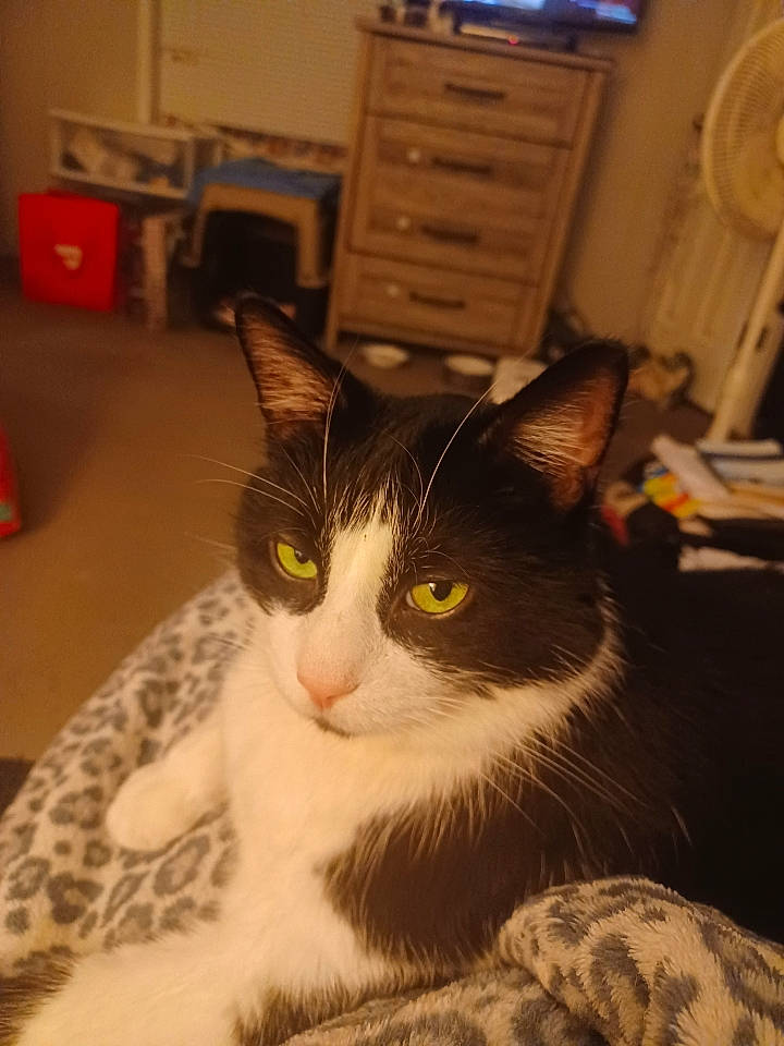 Samba joined the competition — help win amazing prizes! cabinetry, carnivore, cat, chest, chest_of_drawers, comfort, cupboard, domestic_short_haired_cat, drawer, dresser, felidae, fur, hardwood, room, small_to_medium_sized_cats, snout, tail, whiskers, window, wood