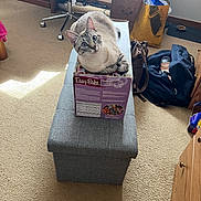 Moochie joined the competition — help win amazing prizes! cat, box, easy_bake_oven, ottoman, carpet, chair, backpack, bag, cabinet, room, indoor, pet, feline, curious, looking_up, cozy, clutter, wooden_furniture, light, shadow