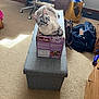 cat, box, easy_bake_oven, ottoman, carpet, chair, backpack, bag, cabinet, room, indoor, pet, feline, curious, looking_up, cozy, clutter, wooden_furniture, light, shadow