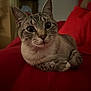 Moochie is registered to the contest to win money with this photo: cat, animal, pet, feline, indoor, resting, red_blanket, cozy, cute, whiskers, ears, paws, fur, striped, relaxed, portrait, closeup, looking, home, domestic