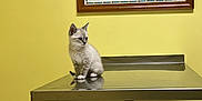 Moochie joined the competition — help win amazing prizes! kitten, cat, table, metal_surface, poster, cat_breeds, yellow_wall, indoor, animal, pet, curious, small, fur, veterinary, clinic, wall_art, framed_picture, domestic_cat, reflection, power_outlet