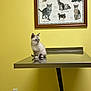 kitten, cat, table, metal_surface, poster, cat_breeds, yellow_wall, indoor, animal, pet, curious, small, fur, veterinary, clinic, wall_art, framed_picture, domestic_cat, reflection, power_outlet