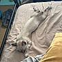 Moochie is registered to the contest to win money with this photo: cat, sleeping, bed, pillow, blanket, indoor, furniture, pet_food, floor, curtain, relaxing, animal, resting, comfortable, light, shadow, corner, calm, cozy, home