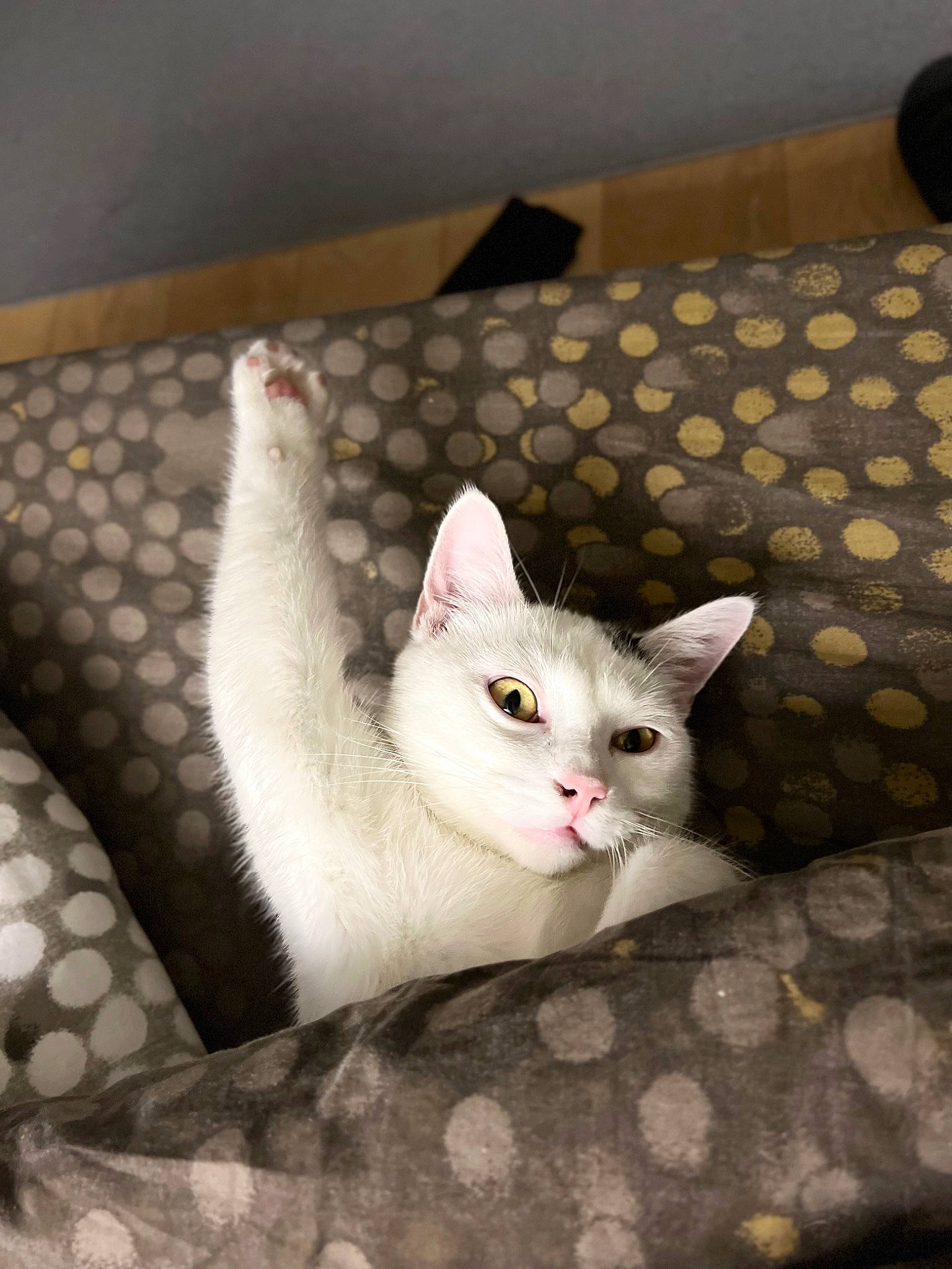 Alpha a rejoint le concours — aidez-le/la à gagner de superbes lots ! box, carnivore, cat, comfort, domestic_short_haired_cat, fawn, felidae, flooring, fur, grey, hardwood, pattern, paw, room, small_to_medium_sized_cats, snout, tail, whiskers, white, wood