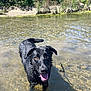 dog, black_dog, water, river, outdoor, nature, sunlight, wet_fur, tongue_out, happy, animal, canine, pet, shallow_water, greenery, summer, playful, daylight, riverbank, wet