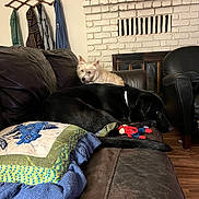 Bear is registered to the contest to win money with this photo: dog, couch, living_room, fireplace, toy, black_dog, light_colored_dog, leather, quilt, coat_rack, wood_floor, indoor, pet, resting, furniture, decor, casual, relaxing, animal, home