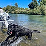 Bear is registered to the contest to win money with this photo: dog, water, river, boat, black_dog, splashing, outdoor, sunny, tongue_out, trees, nature, animal, pet, playing, summer, daytime, water_splash, canine, recreation, active