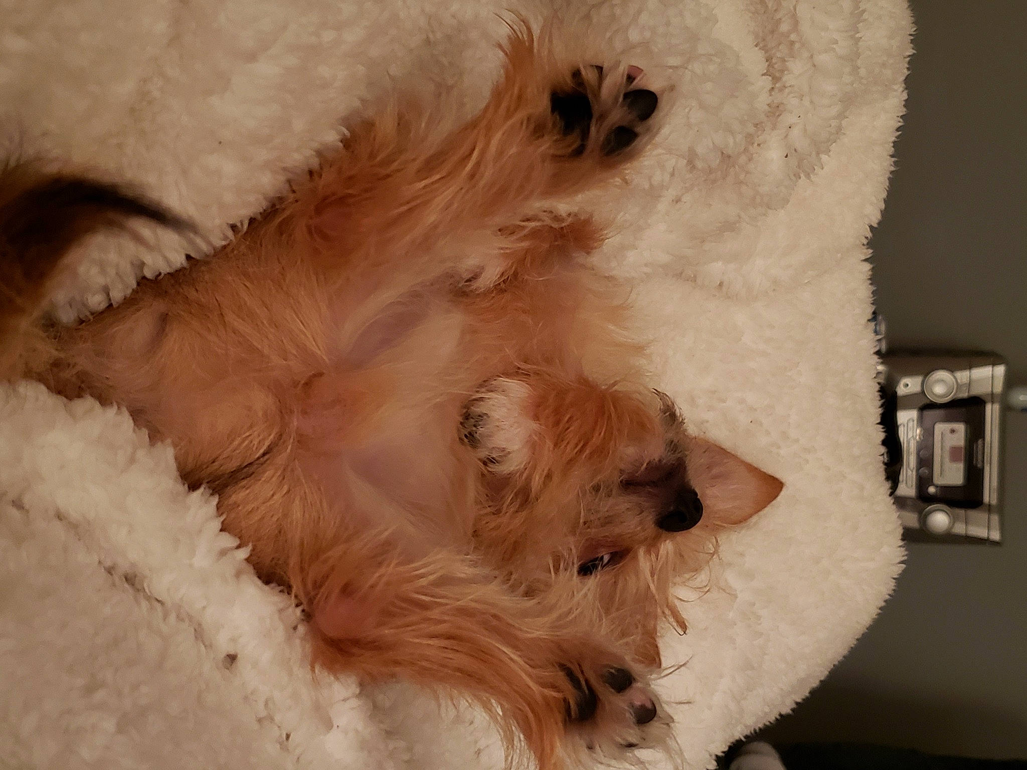 Deisel is registered to the contest to win money with this photo: carnivore, comfort, companion_dog, dog, dog_breed, fang, fawn, felidae, fur, non_sporting_group, paw, picture_frame, small_to_medium_sized_cats, snow, tail, terrestrial_animal, terrier, toy_dog, whiskers, working_animal