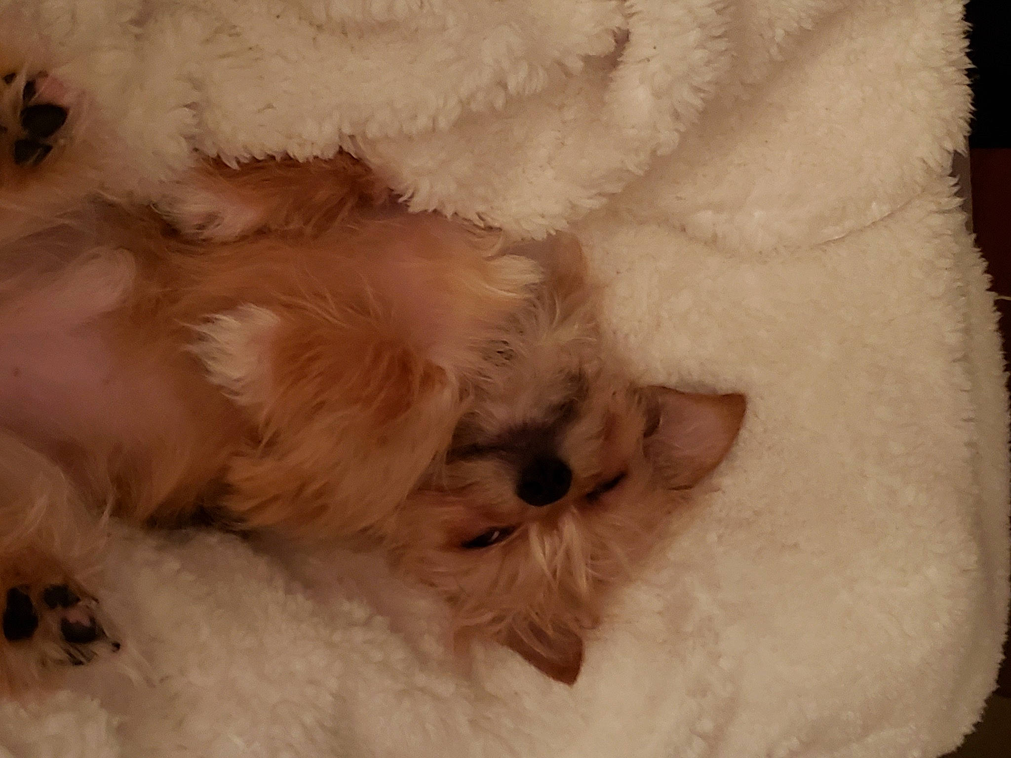 Deisel is registered to the contest to win money with this photo: canidae, carnivore, comfort, companion_dog, dog, dog_breed, fawn, fur, maltepoo, non_sporting_group, paw, small_to_medium_sized_cats, snout, sporting_group, toy_dog, whiskers, working_animal