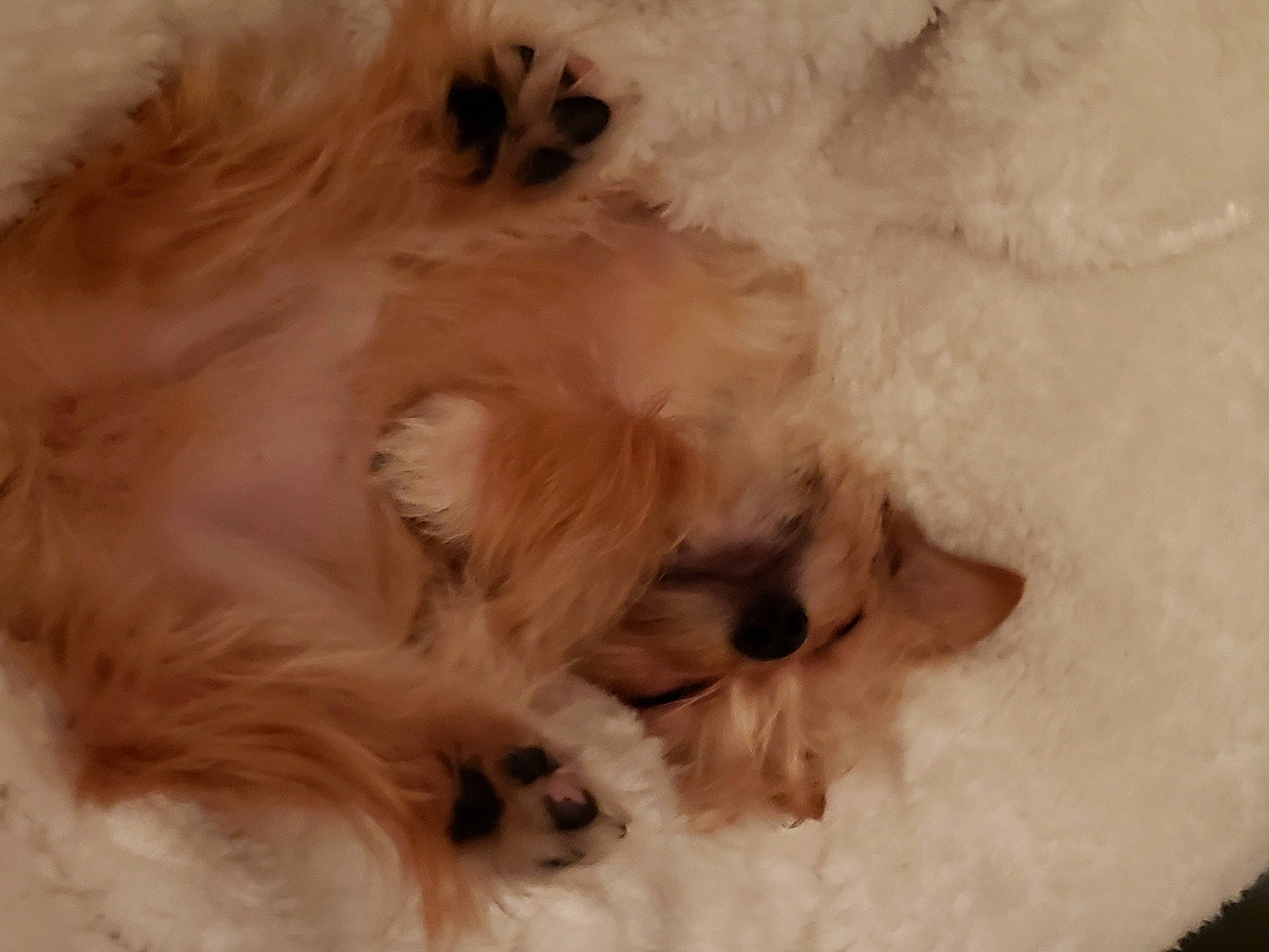 Deisel joined the competition — help win amazing prizes! canidae, carnivore, comfort, companion_dog, dog, dog_breed, fawn, fur, liver, non_sporting_group, paw, pet_supply, puppy, snout, snow, sporting_group, toy_dog, volpino_italiano, whiskers, working_animal