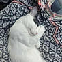 cat, sleeping, white_fur, black_markings, curled_up, cozy, patterned_fabric, close_up, indoor, resting, pet, cute, feline, soft, relaxed, animal, nap, fur, whiskers, comfort