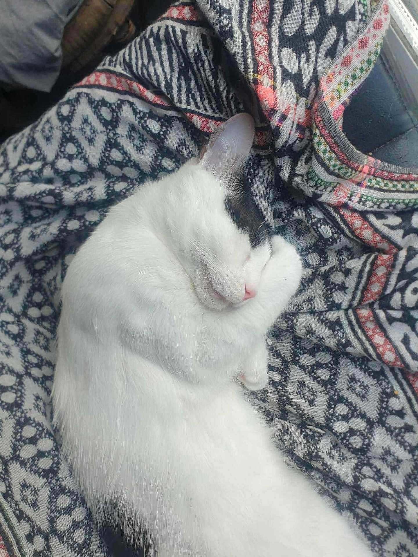 Pongo a rejoint le concours — aidez-le/la à gagner de superbes lots ! cat, sleeping, white_fur, black_markings, curled_up, cozy, patterned_fabric, close_up, indoor, resting, pet, cute, feline, soft, relaxed, animal, nap, fur, whiskers, comfort