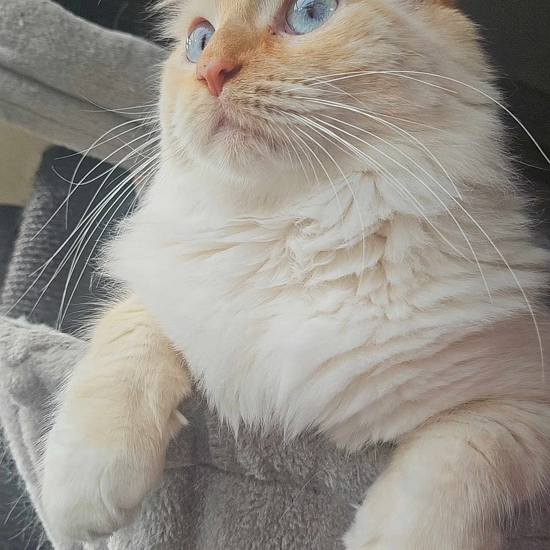 Sunny participe au concours pour gagner de l'argent avec cette photo : abyssinian, angora, animal, armchair, blanket, cat, chair, couch, furniture, homedecor, kitten, manx, pet, siamese