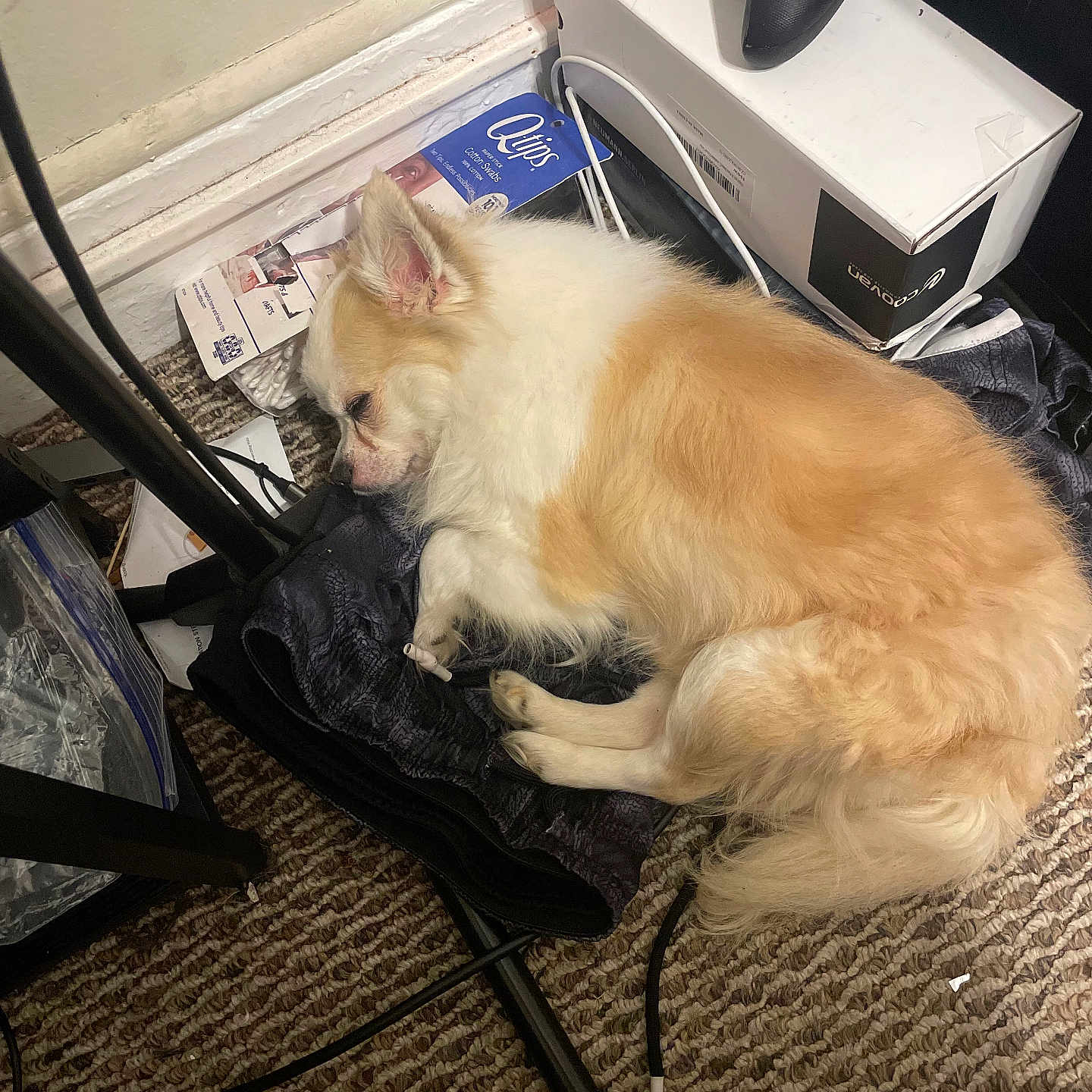 Rocky is registered to the contest to win money with this photo: box, cable, carpet, clothing, corner, cream, curled_up, dog, floor, fur, game_controller, household_items, indoor, messy, pet, relaxed, resting, sleeping, small_dog, white
