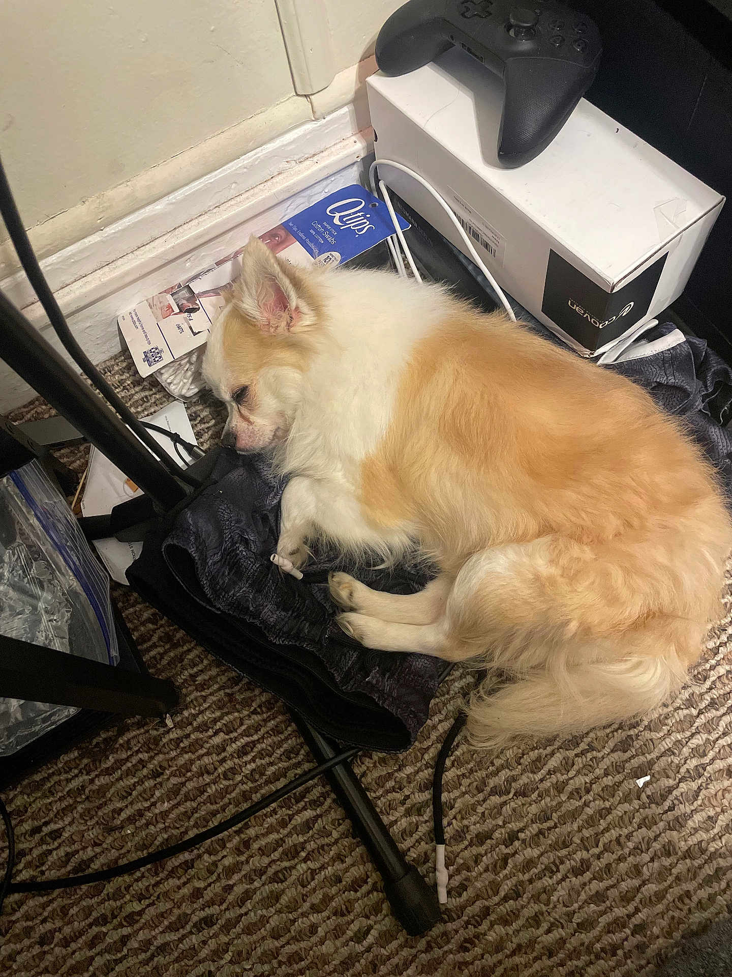 Rocky is registered to the contest to win money with this photo: dog, sleeping, carpet, clothing, cable, game_controller, box, indoor, pet, fur, resting, small_dog, white, cream, curled_up, floor, corner, relaxed, household_items, messy