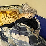 Rocky is registered to the contest to win money with this photo: dog, blanket, bed, pillow, furniture, indoor, resting, small_dog, fur, cozy, sleepy, comfort, pile, textile, wall, home, relaxing, pet, canine, soft