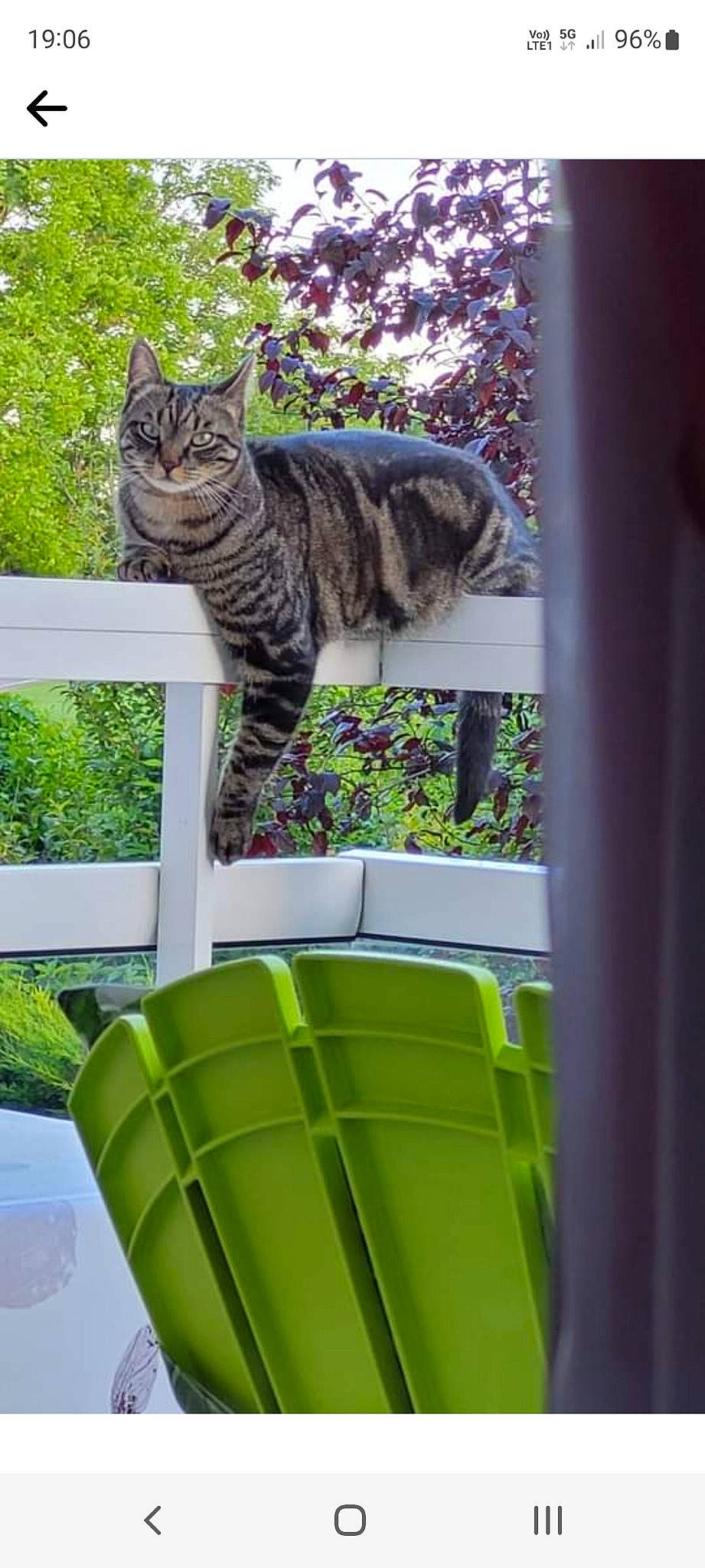 Gitane a rejoint le concours — aidez-le/la à gagner de superbes lots ! carnivore, cat, domestic_short_haired_cat, felidae, fur, garden, glass, grass, house, leisure, pattern, plant, shade, small_to_medium_sized_cats, tail, terrestrial_animal, terrestrial_plant, tree, whiskers, wildlife