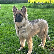 Bella is registered to the contest to win money with this photo: dog, puppy, german_shepherd, leash, grass, outdoor, pet, animal, young_dog, greenery, ears_up, alert, standing, backyard, sunlight, nature, fence, fur, canine, companion