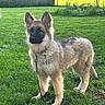 dog, puppy, german_shepherd, leash, grass, outdoor, pet, animal, young_dog, greenery, ears_up, alert, standing, backyard, sunlight, nature, fence, fur, canine, companion