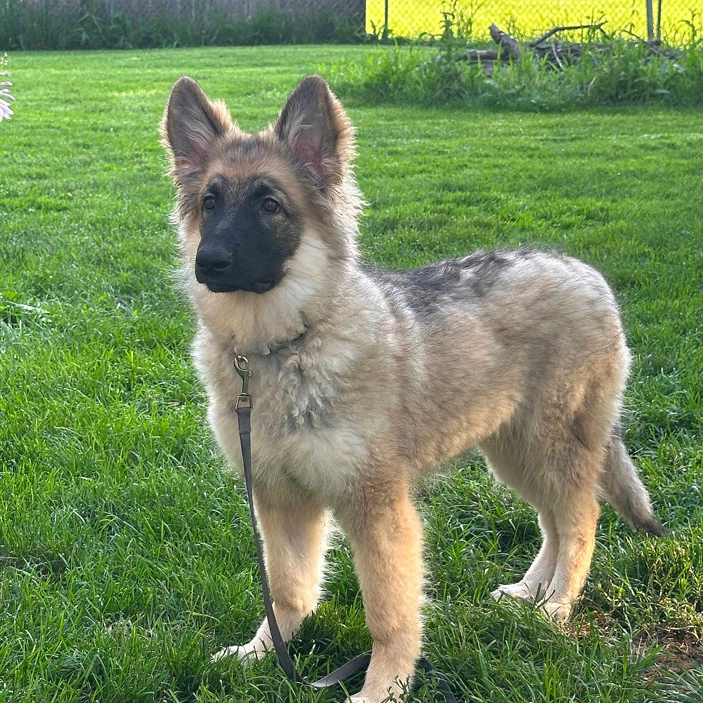 Bella is registered to the contest to win money with this photo: dog, puppy, german_shepherd, leash, grass, outdoor, pet, animal, young_dog, greenery, ears_up, alert, standing, backyard, sunlight, nature, fence, fur, canine, companion