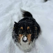 Tazra joined the competition — help win amazing prizes! adorable, animal, black, canine, cold, cute, dog, fluffy, fun, fur, looking_up, nature, outdoor, pet, playful, snow, snowball, tan, walking, winter