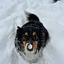 adorable, animal, black, canine, cold, cute, dog, fluffy, fun, fur, looking_up, nature, outdoor, pet, playful, snow, snowball, tan, walking, winter