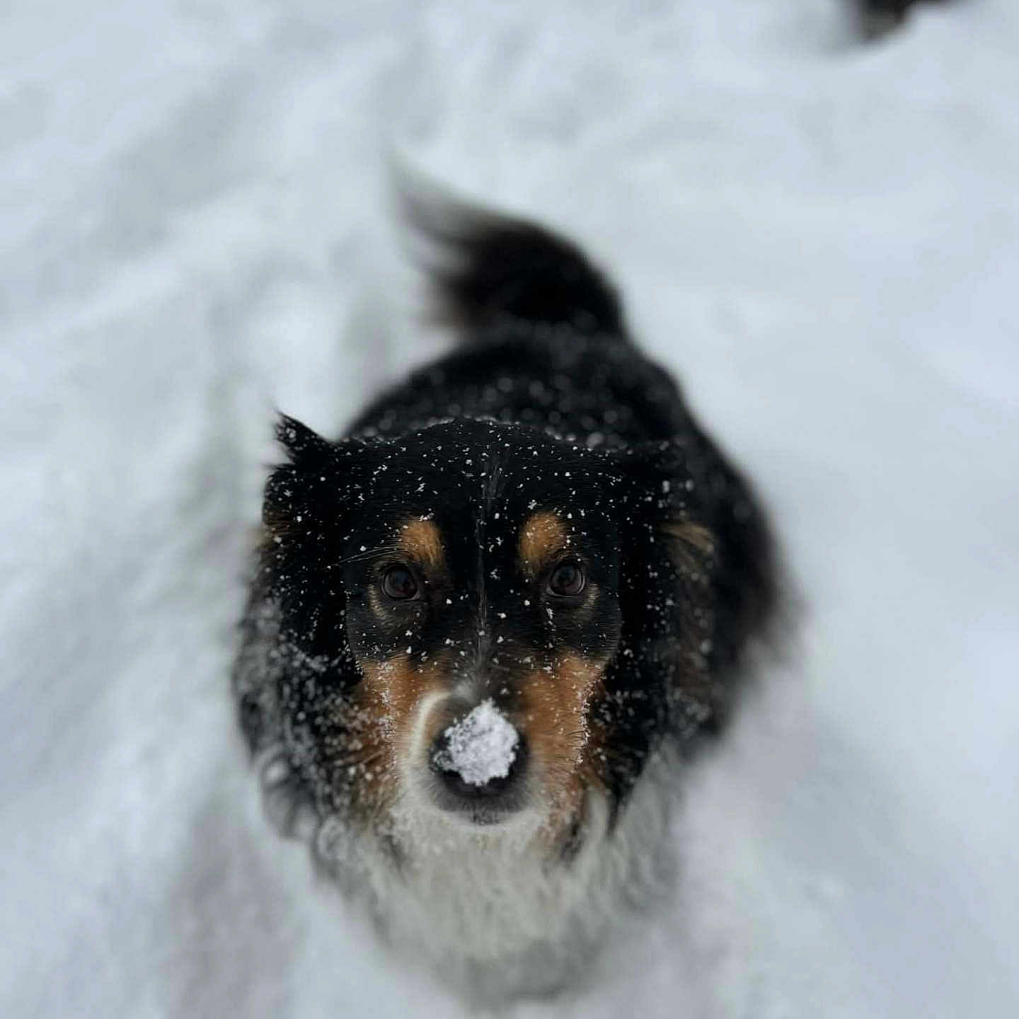 Tazra joined the competition — help win amazing prizes! adorable, animal, black, canine, cold, cute, dog, fluffy, fun, fur, looking_up, nature, outdoor, pet, playful, snow, snowball, tan, walking, winter