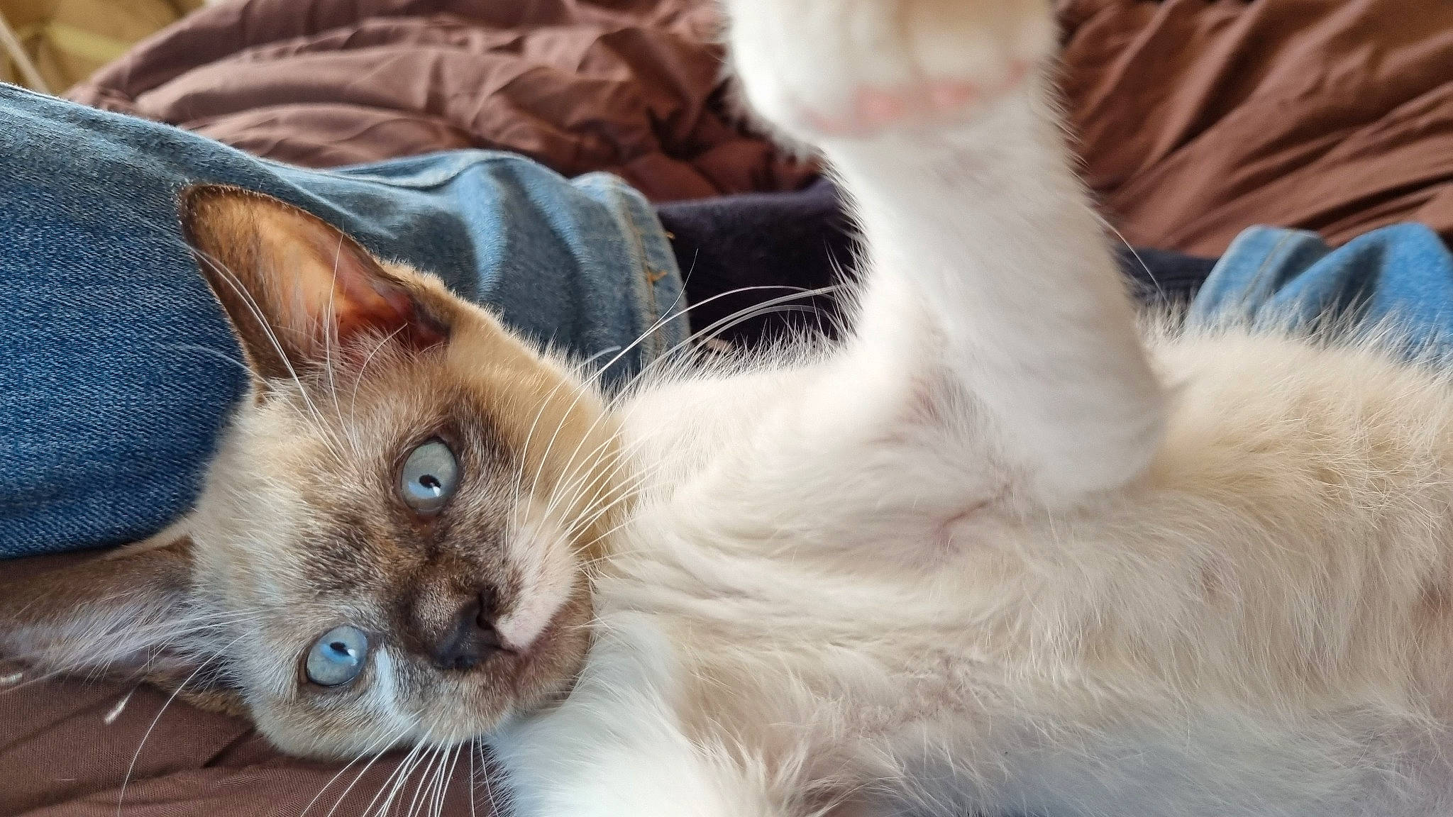 Indiana Jones participe au concours pour gagner de l'argent avec cette photo : balinese, birman, carnivore, cat, claw, comfort, domestic_short_haired_cat, ear, fawn, felidae, fur, iris, nap, paw, siamese, small_to_medium_sized_cats, snout, tail, thai, whiskers